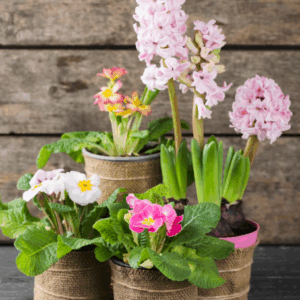 Virágos cserepes növény