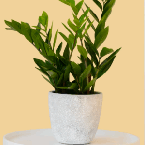 Zöld cserepes növény